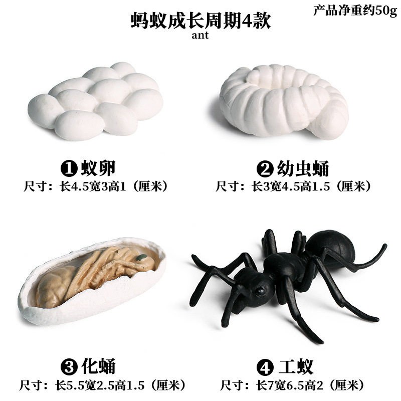 товар из китая 仿真昆虫动物成长周期模型仿真 青蛙 蝴蝶 蚕宝宝 种子 生长周期 Zhongjieming toys