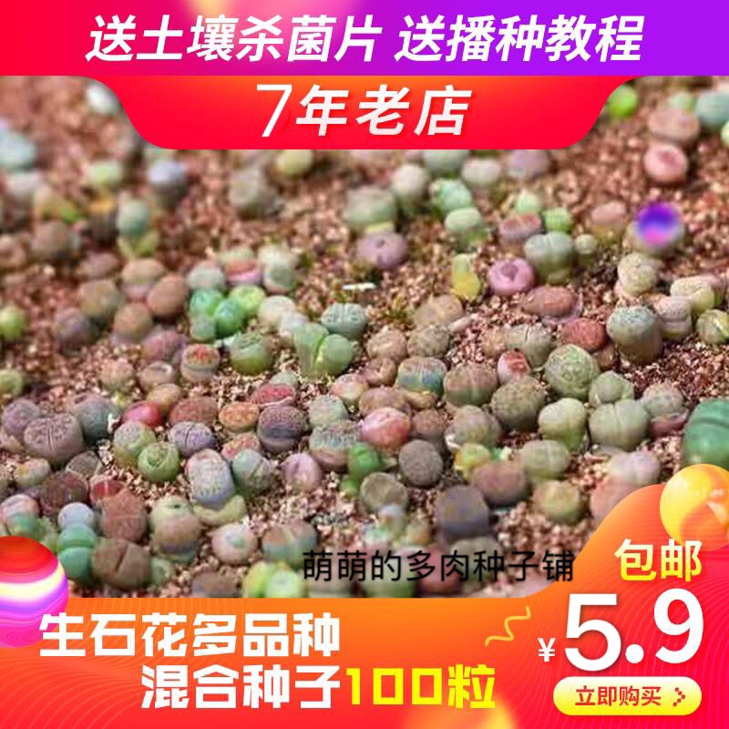 生石花混合种子多肉种子多肉植物种子室内桌面办公盆栽阳台四季播高清大图