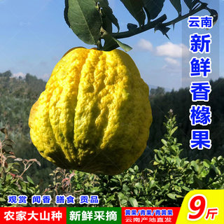 云南香缘新鲜香橼水果农家种现摘精选香园大果佛手柑自己果园
