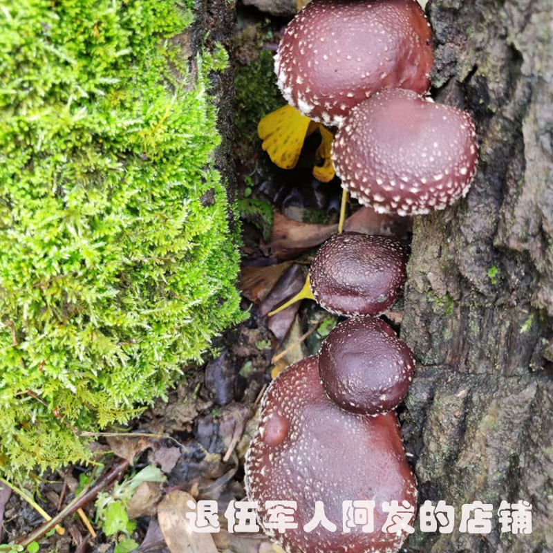 Basswood Small Shiitake Mushrooms Premium Wild Dried Sulphur-Free Shiitake Mushrooms 250g