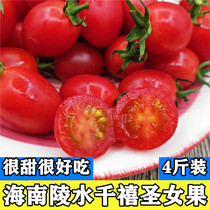 Hainan Lingshui Millennium cherry tomatoes 4kg fresh small tomatoes pregnant women fruit exquisite fruit