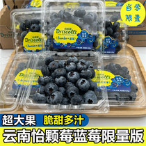 Yunnan yangnanshanberry blueberry limited edition drscolls12 fresh blueberry fresh fruit imported sweet blueberry baby food supplement