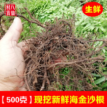 Wild sea Jinsha root fresh golden sands vines pure root net vines rattan root shrimp Vine Chinese herbal medicine 500g