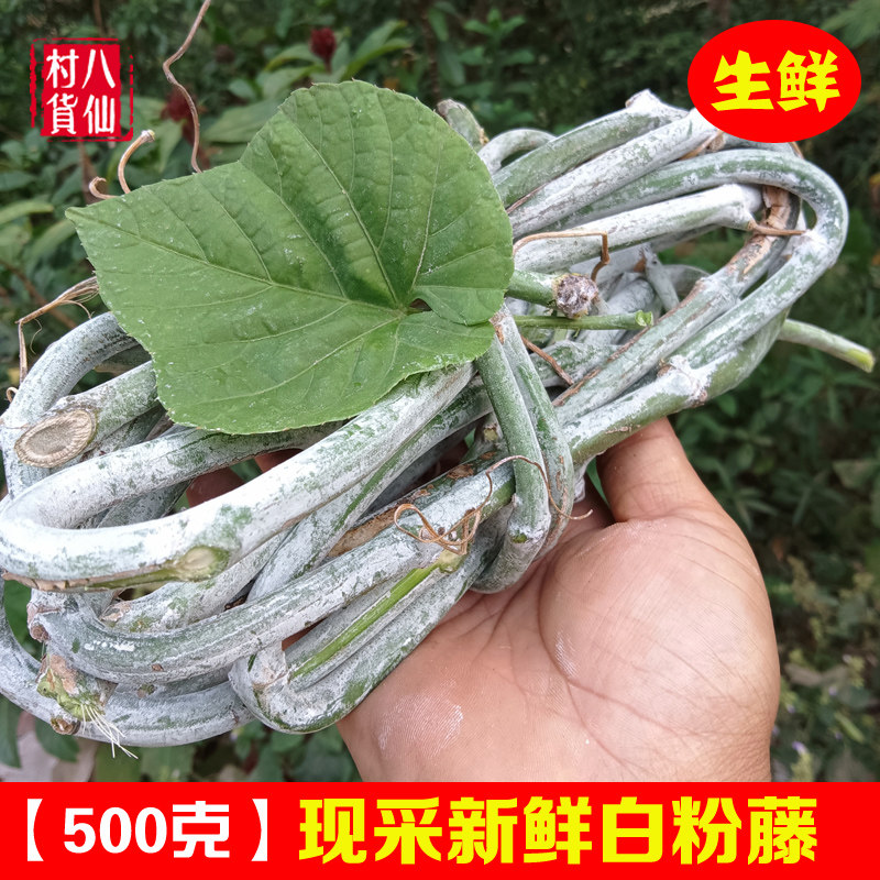 Fresh white powder vine now adopt a single - foot herbal herbal herbal dragon night tumbled to hit egg mountain gourd leaf