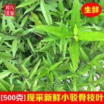 Fresh small bone bone is now picking eldergrass pointed tail Phoenix Chinese herbal medicine bone tube black bone yellow vine elderberry