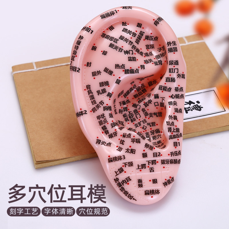 Ultra-clear and multi-degree lettering model ear acupuncture acupoint model ear auricle massage physiotherapy 17cm