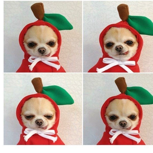 Собачья одежда Зимний свитер Новый год.