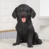 Labrador Retriever Mô phỏng Trang trí Chó Điêu khắc Mô hình Chó Trang trí Nội thất Trang trí Phòng khách Phòng Nghiên cứu Đồ thủ công bằng nhựa - Vòng đeo tay Clasp