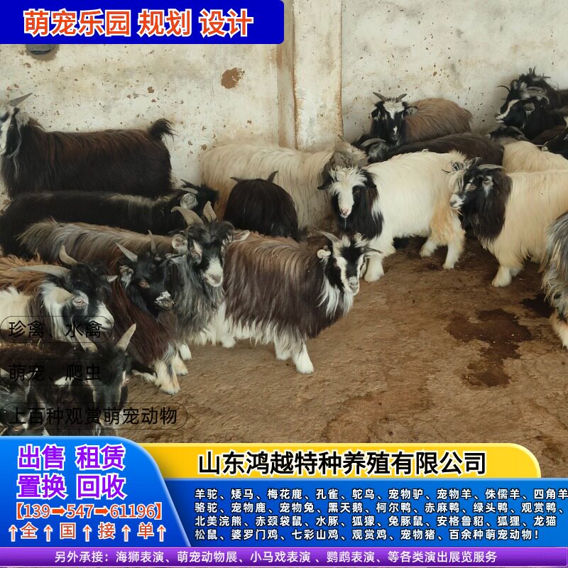 侏儒羊养不大的萌宠？尼日利亚矮山羊活体养殖全攻略🧐--淘宝好物网