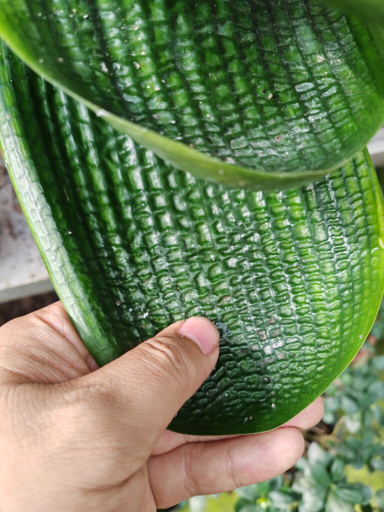 锦绣君子兰苑