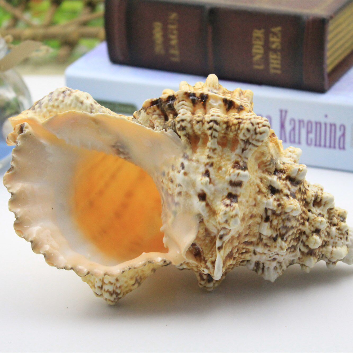 The large shell sea screw - stone screw Golden frog screw Creative gift home collection piece of fish tank