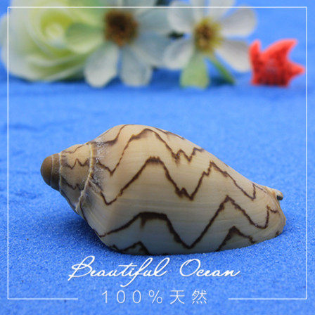 Screw Screw Natural Sea Scarlet Shell Fish Bowl Aquarium terrace decorated children's toys in the Mediterranean