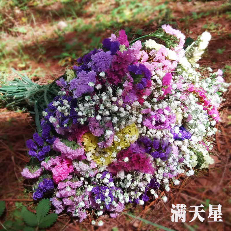 Combined Dry Flowers Handmade Dry Flowers Art Yogali Leaf Cotton Plant Dried Flowers Home Flower Arrangement 38 Women's Day-Taobao