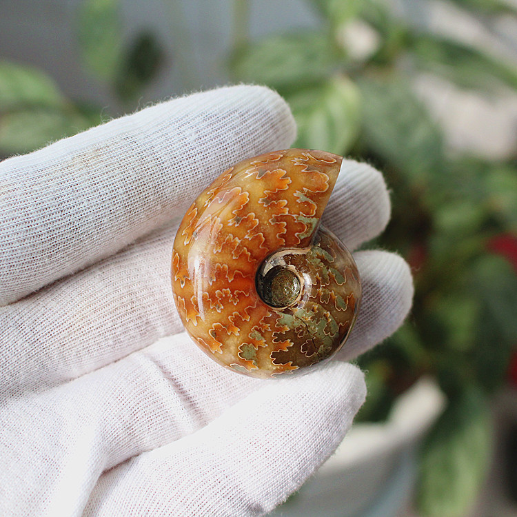 Natural Small Conch Fossil Ammonite Horn Snail Ammonite Decorative Piece Home Office Ornament Decorative Stone Natural Small Conch Fossil Ammonite Horn Snail Ammonite Decorative Piece Home Office Ornament Decorative Stone