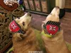 Товары от 金毛豌豆tang