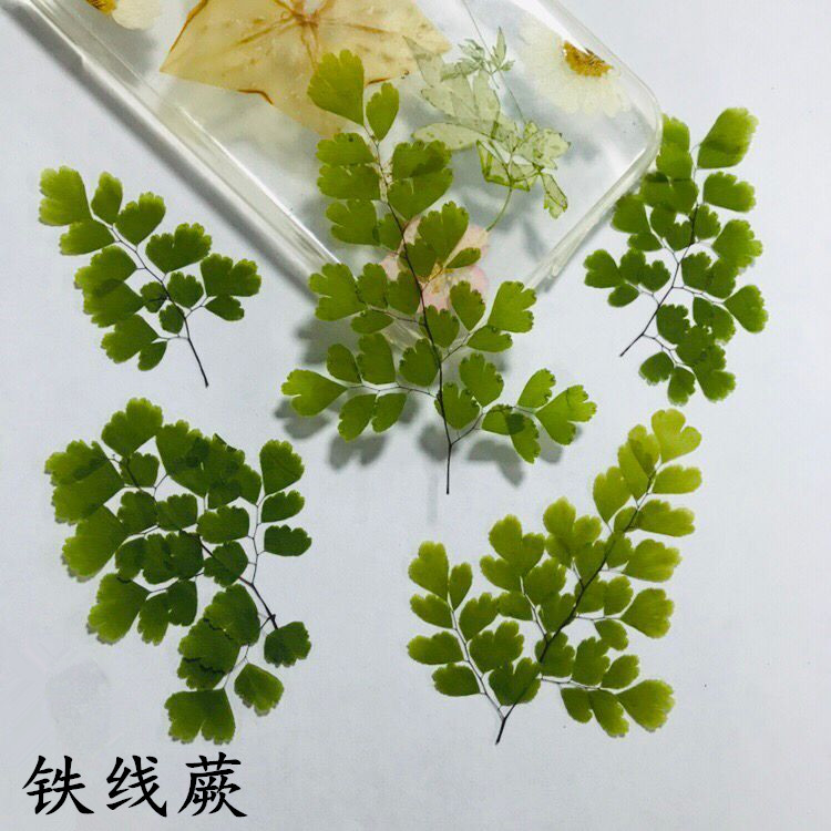 Clematis clematis Embossed flower drop glue dried flower diy mobile phone shell flower material plant teaching specimen
