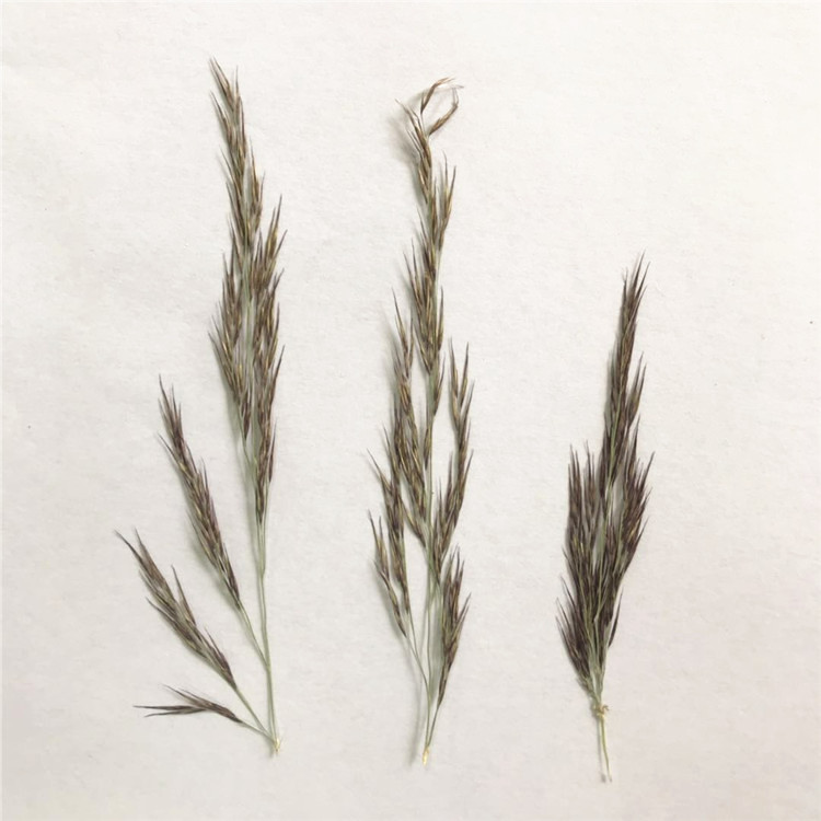 Wild Reed Spike Escort Flower Nursery Handmade Plant Specimen Student Post Painting Embossing True Flower Drop Glue Mobile Phone Protection Shell Dry Flower