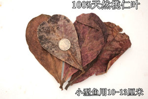 【懒人叶榄仁叶价格】最新懒人叶榄仁叶价格\/