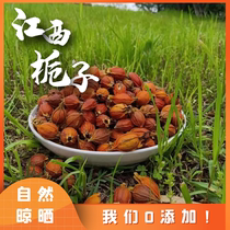 Jiangxi Gardenia 250g Wild Gardenia Fruit Yellow Gardenia Mountain Gardenia Dried Tea Coloring Marinade Gardenia Chinese Medicinal Materials