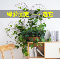 Green Luo climbing wall fixer Green planting wall fixed artifact wall line Vine organizer plant tree vine branch fixed