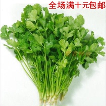 Large Leaf Anti Hot Four Seasons Podcast Cilantro Seeds resistant to cold and savor vegetable seed Coriander Seeds Coriander Seeds of Sesame Seeds