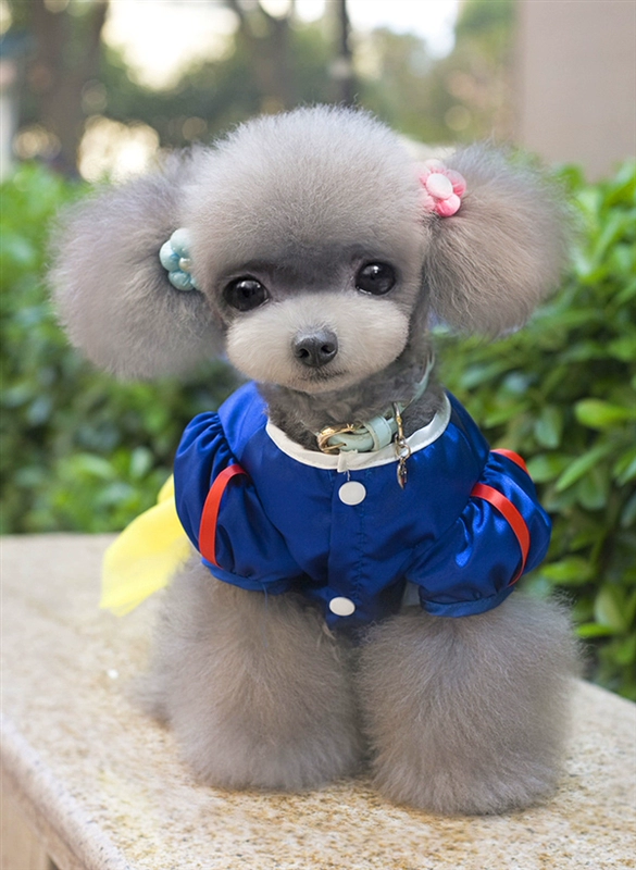 Mùa xuân và mùa hè mới quần áo chó con chó tuyết Váy trắng vật nuôi cung cấp gấu Teddy Xiong VIP Pomeranian trang phục - Quần áo & phụ kiện thú cưng