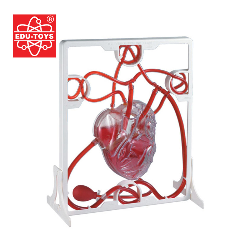 Understanding the Heart Work Principle of the Vinal Model Student Experiment of HKEDU Cardiology Blood Circulation Model