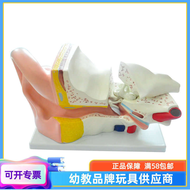 Big ear anatomy model early education school biology class teaching aids to understand the human body structure ear model human organs