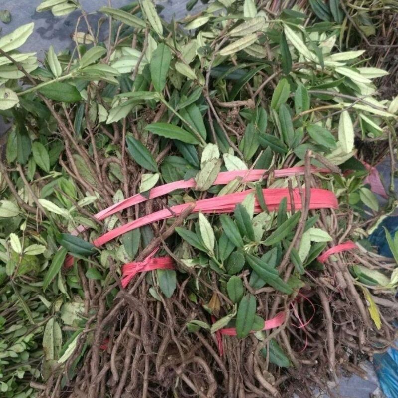 Wild Seasonal Rock Cowpea, Rock Orchid, Stone Orchid, White Stick-Head Rock Orchid, Rock Tea