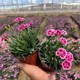 ເມັດ Kiss ທໍາອິດ Dianthus, ດອກຫຍ້າຕ່ໍາ, ສວນສີຂຽວທົນທານຕໍ່ຄວາມເຢັນແລະທົນທານຕໍ່ໄພແຫ້ງແລ້ງ, ຕົ້ນໄມ້ຢືນຕົ້ນຂຽວຕະຫຼອດປີອອກດອກສີ່ລະດູການ.