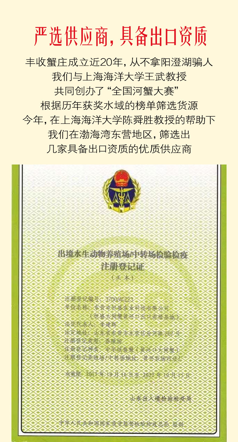 丰收蟹庄 现货 鲜活大闸蟹 全母蟹6只 单只2-1.7两 图3