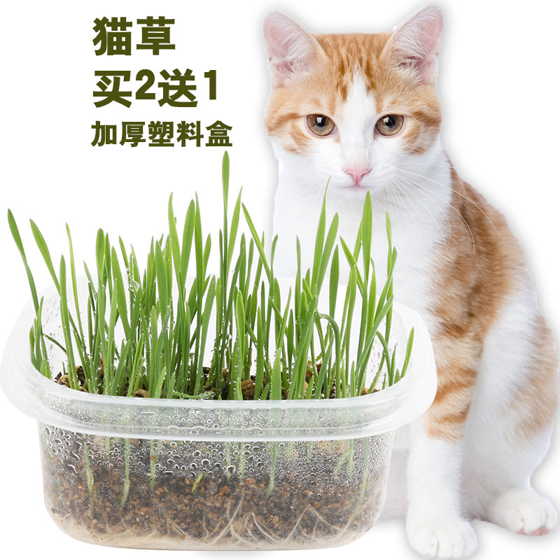 Cat Grass Cat Kitty Peelgrass Sends Cat Mint To Woolen Cat Snacks To Gross Ball Gut Balance Kitty Ball