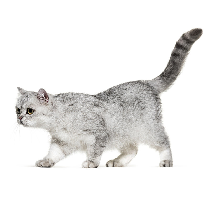 Purebred British short kittens British shorthair cats live gold