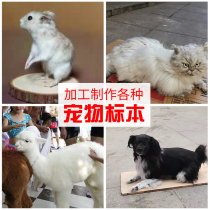 Animal pets dogs and cats taxidermy animal models taxidermy death memorials lizards parrots photography