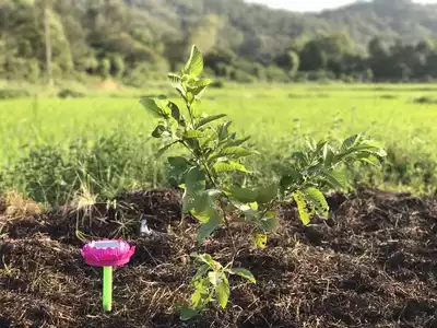 Ele Miao Sound Outdoor JL001-29 First 53 Solar Player Rainproof Small Speaker