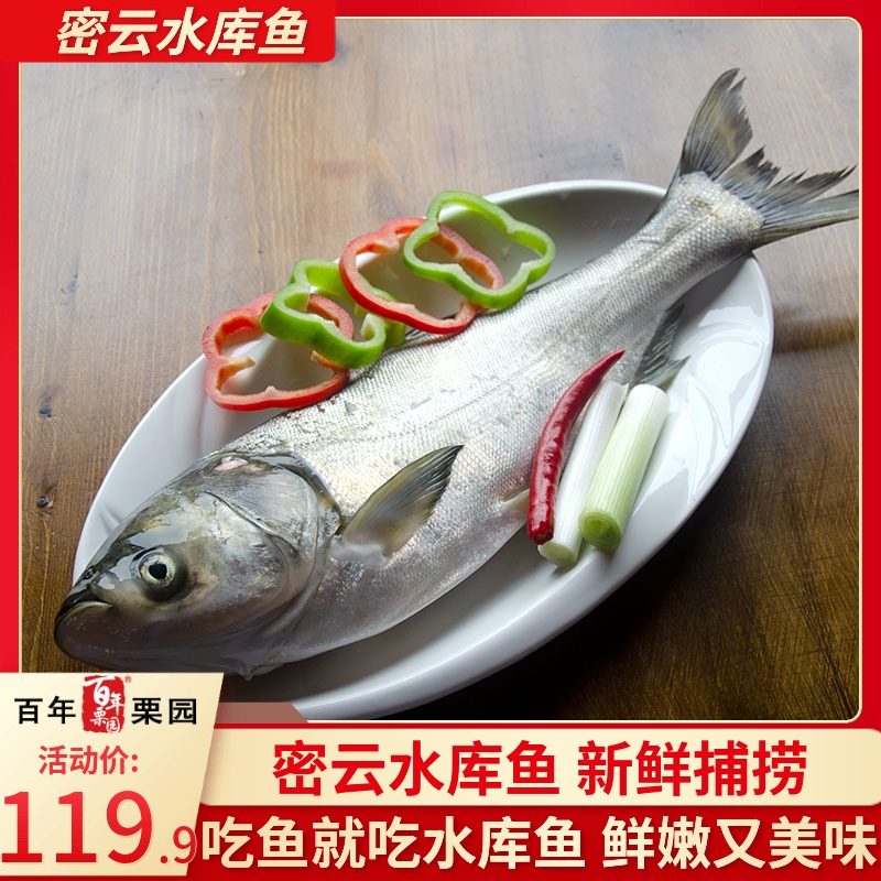 百年栗园 北京密云水库白鲢鱼 1.2kg*2条 双重优惠折后￥59.9包邮