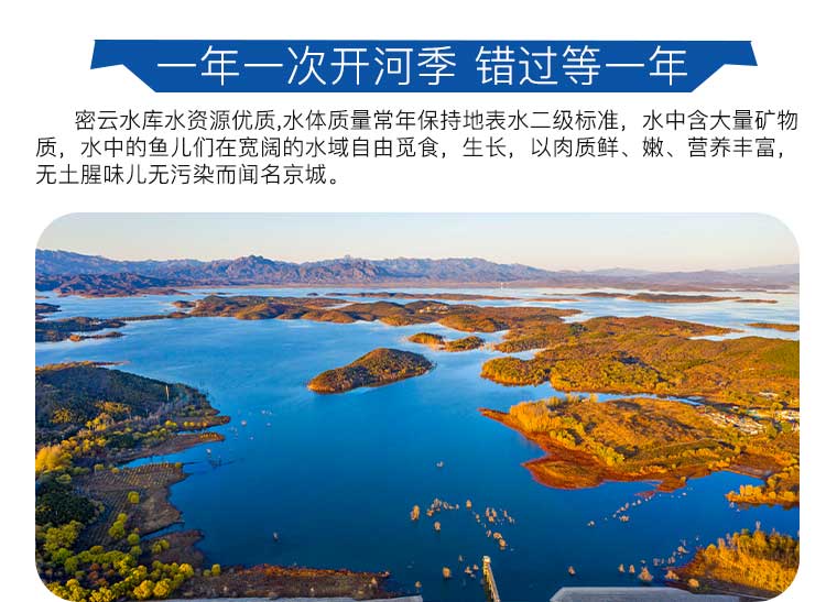 首农旗下 百年栗园 北京密云水库花鲢鱼 1.2kg/条 图1