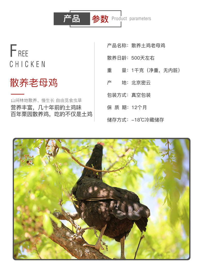 首农旗下 百年栗园 500天散养老母鸡 2斤*2只 图2