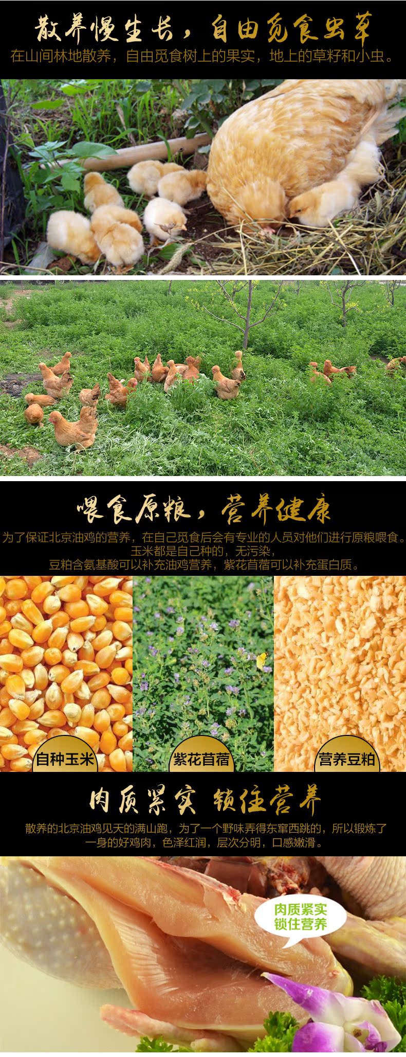 百年栗园 散养大公鸡 1.5kg 国家遗传资源保护品种 图7