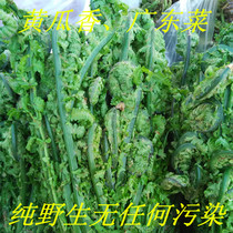 Bagged Cantonese wild cucumber mountain wild vegetable vegetable fruit Fern northeast Xiaoxinganling specialty 250g