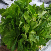 Bagged mountain celery old Sangqin Xiaoxinganling mountain wild vegetables wild old mountain celery big leaf vegetable Yichun 250g