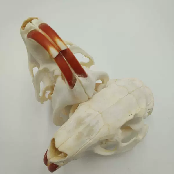 Товары от 草原骨雕工艺品