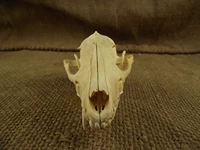 Неполная лиса