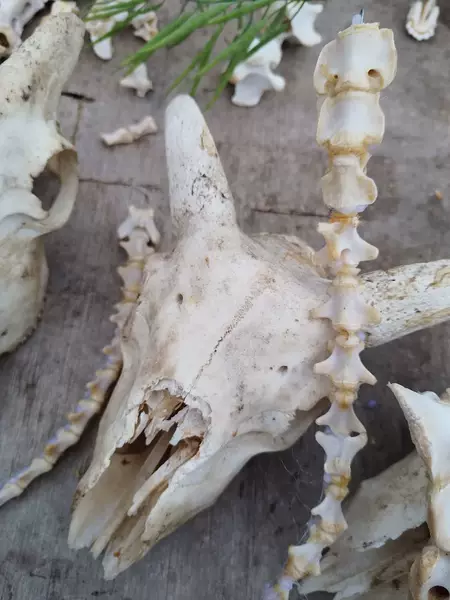 Товары от 大草原骨雕工艺品