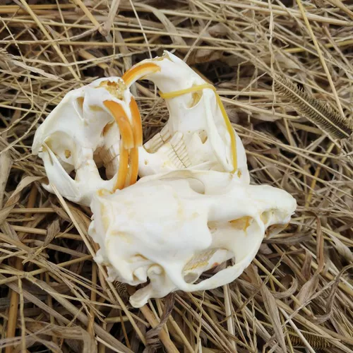 Образец животных мыши, чтобы сделать череп костных растений, мыши, мыши, бамбуковая крыса Домашняя ювелирные изделия Бесплатная доставка настоящая кость