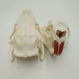 Череп, модель животного, морская игрушка для друга, енот