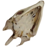 1 кусок крафтов черепа, образовательный образец животных Kittos Craftsmanship