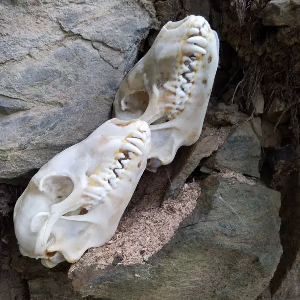 Товары от 大草原骨雕工艺品