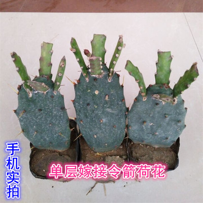 多肉植物蟹爪兰苗带根蟹抓兰仙人掌嫁接令箭荷花室内绿植花卉盆栽