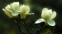  (Sheng Ge hand-made)Private tune ancient style artistic conception Essential oil perfume balm Magnolia flowers full 49